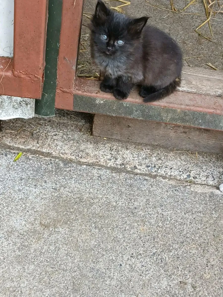 Kittens - Image 4