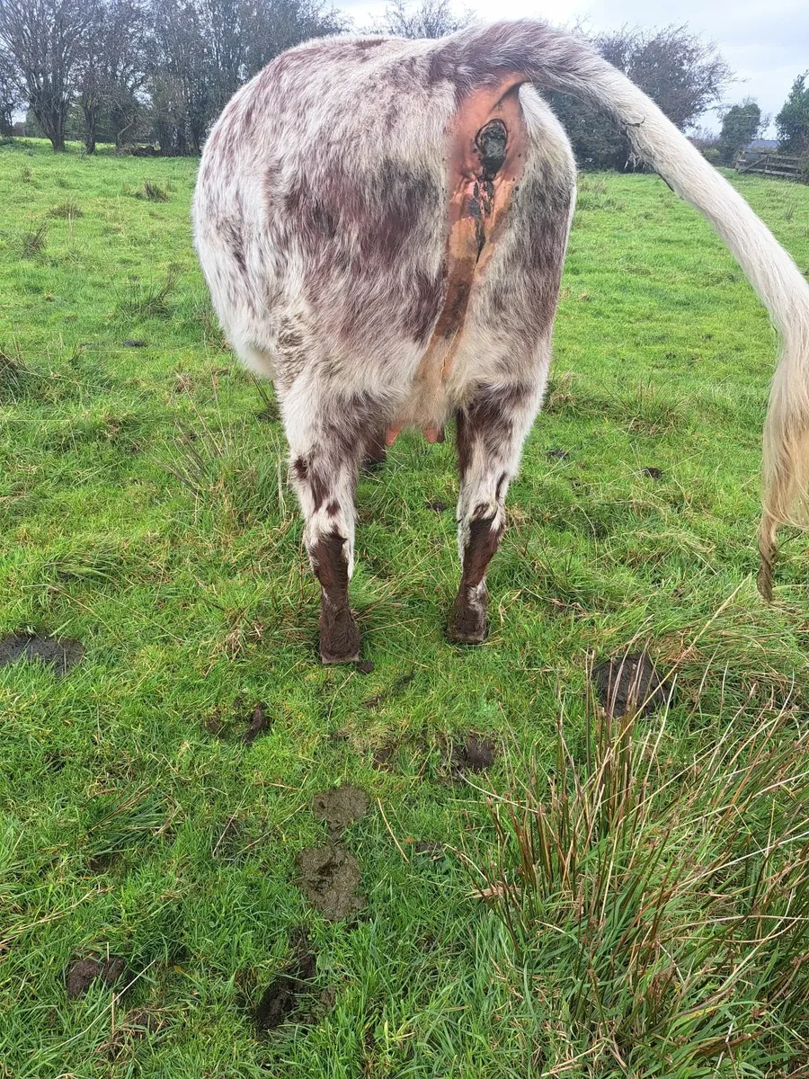 Shorthorn PBR incalf Heifer - Image 2