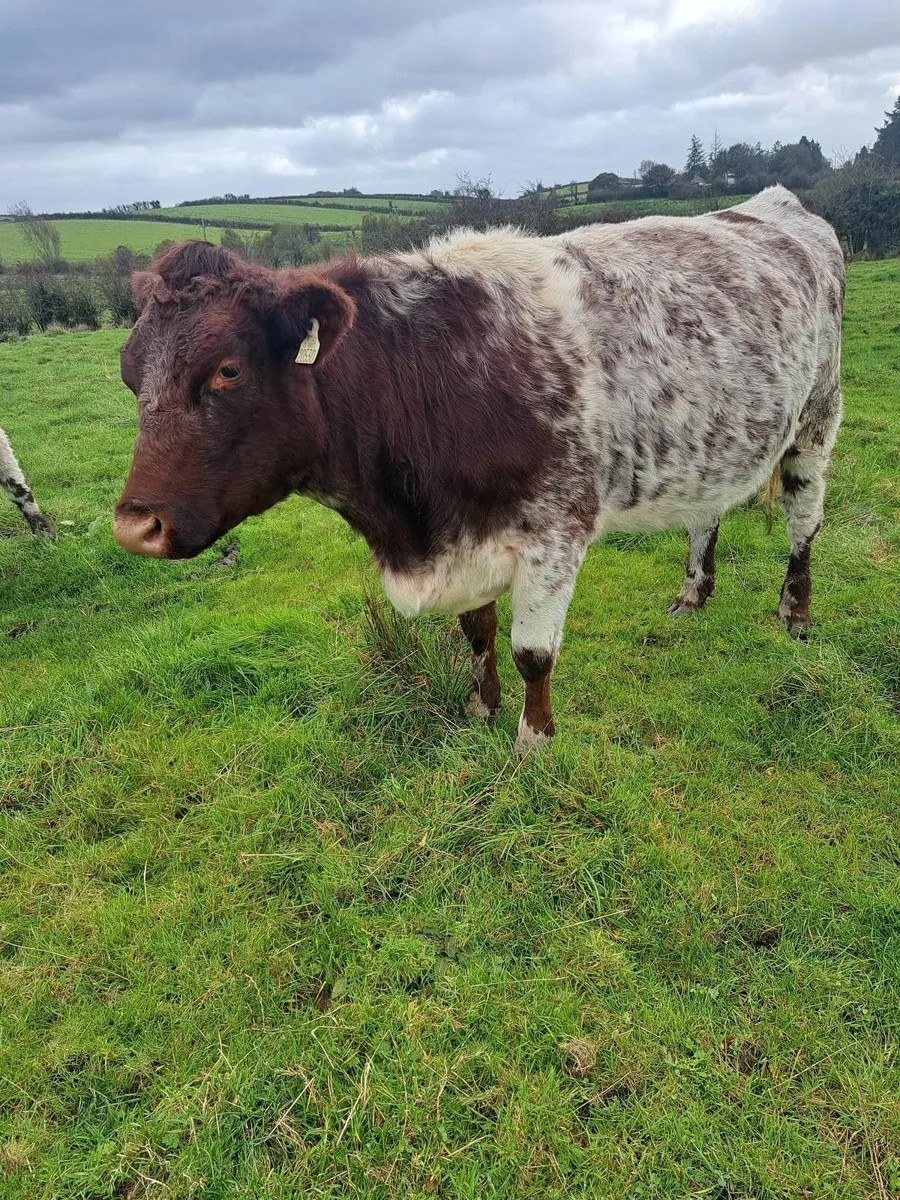 Shorthorn PBR incalf Heifer - Image 1
