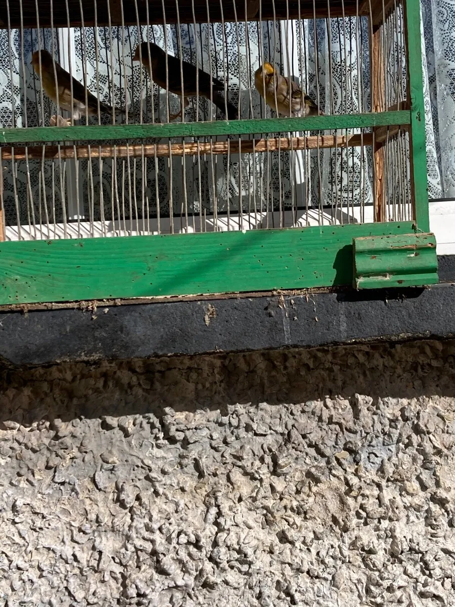 Birds, finch mules & linnet mules - Image 1