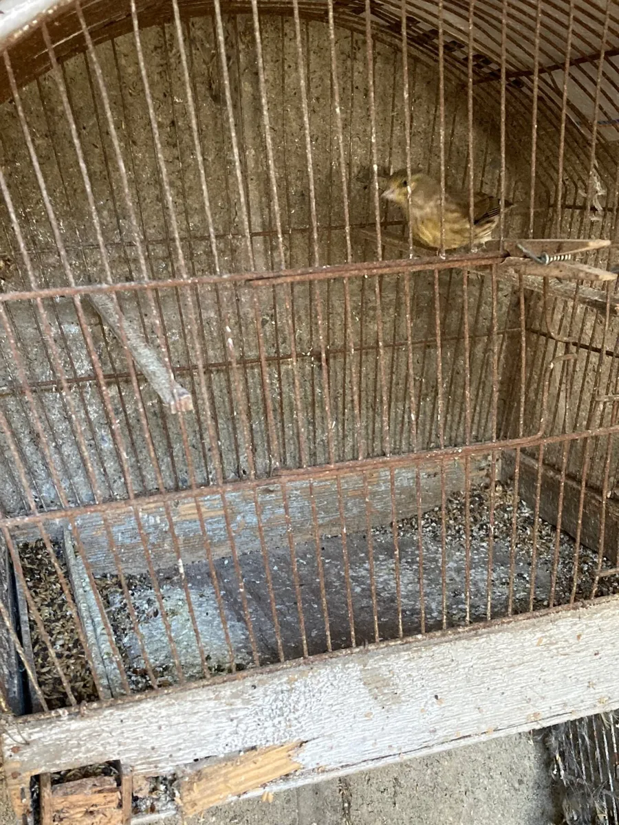 Birds, finch mules & linnet mules - Image 2