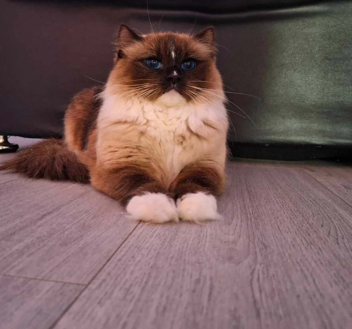 Ragdoll