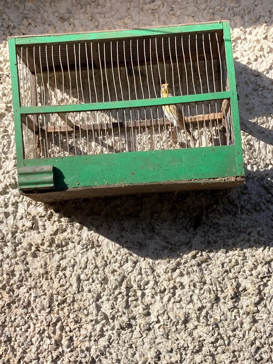 Birds, finch mules & linnet mules - Image 3
