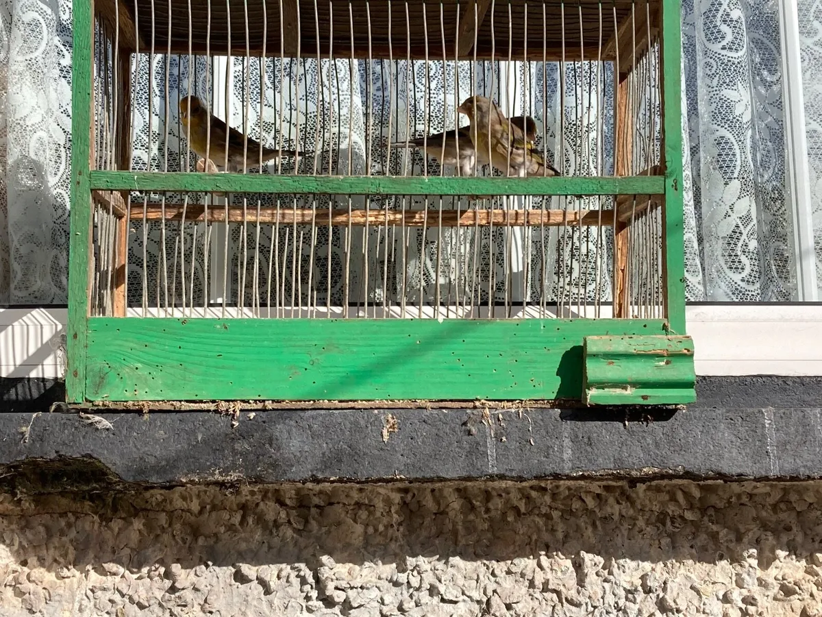 Birds, finch mules & linnet mules - Image 4