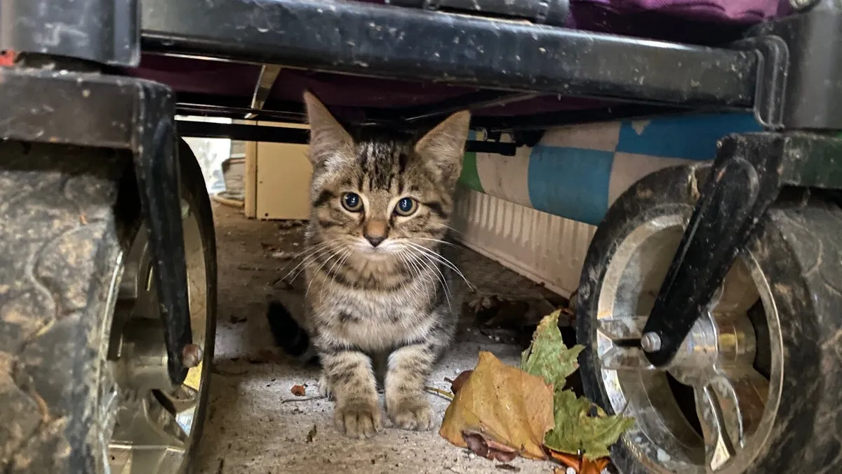 Kittens - Image 2