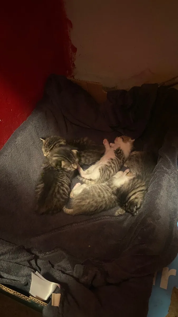 Kittens - Image 3