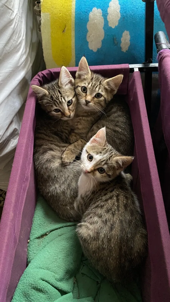 Kittens - Image 1