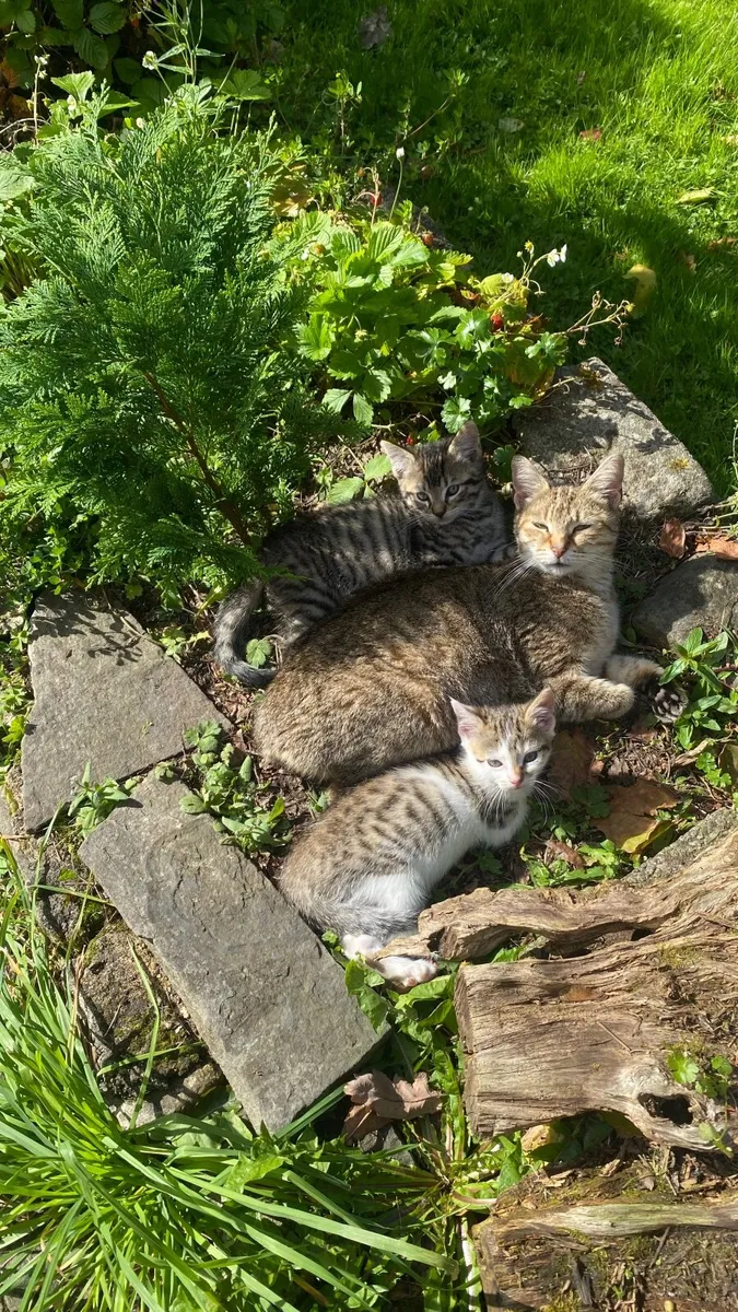 Kittens - Image 4