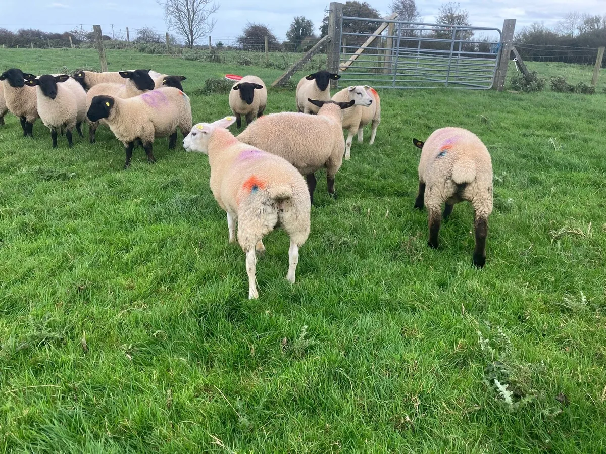 Quality Lambs - Image 1