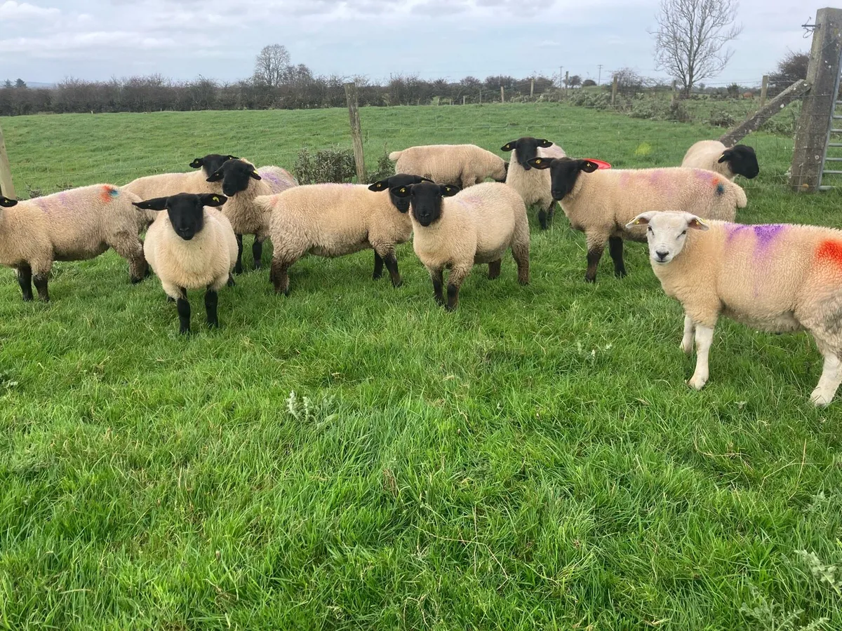 Quality Lambs - Image 2