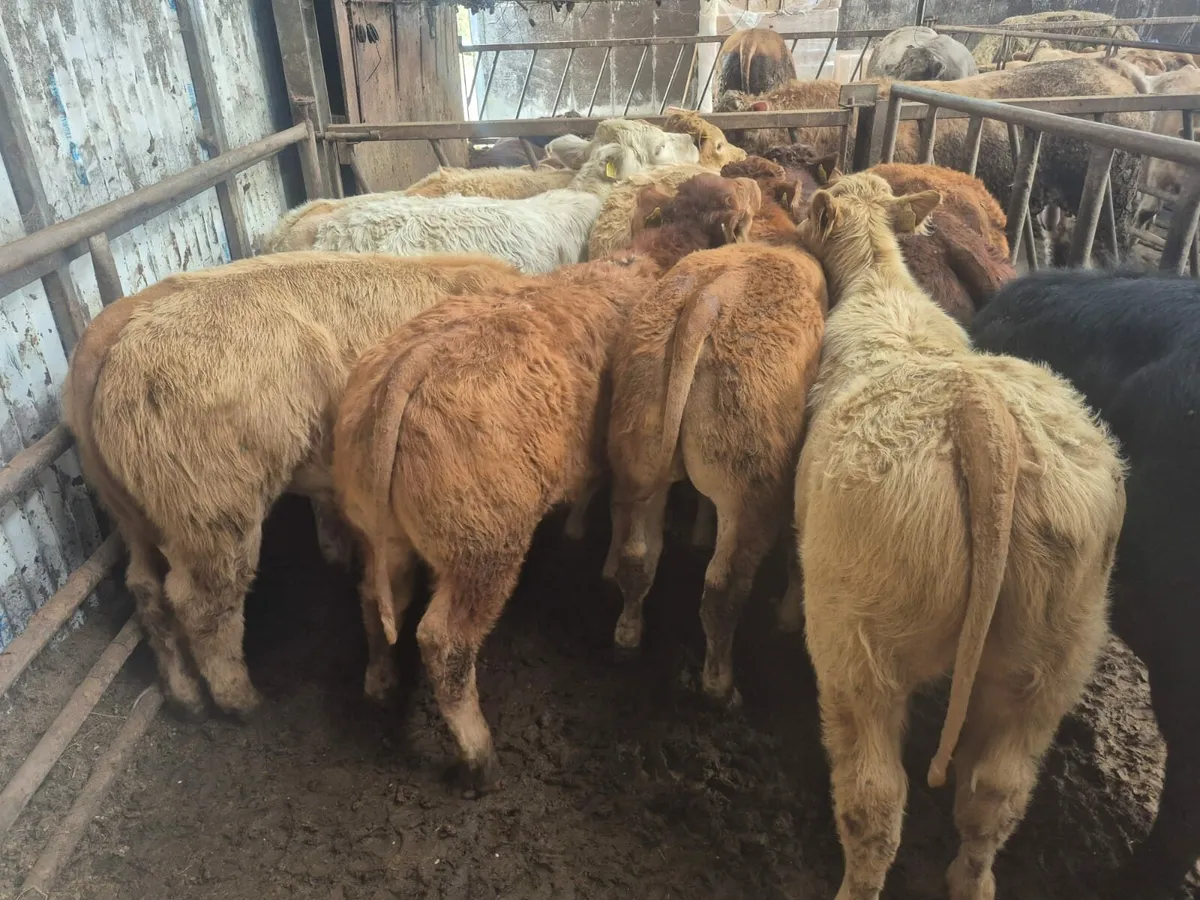 10 U Grade Bull Weanlings. - Image 4