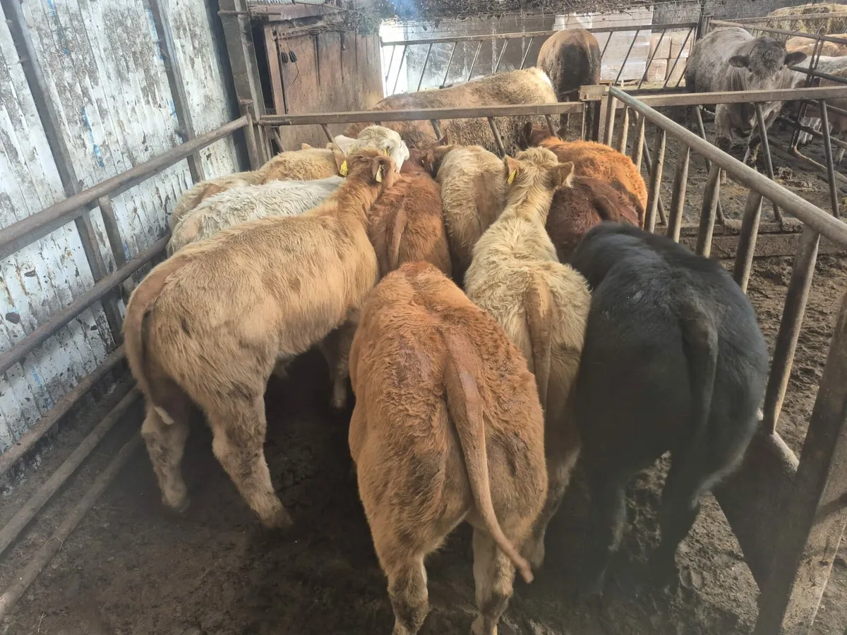 10 U Grade Bull Weanlings. - Image 3