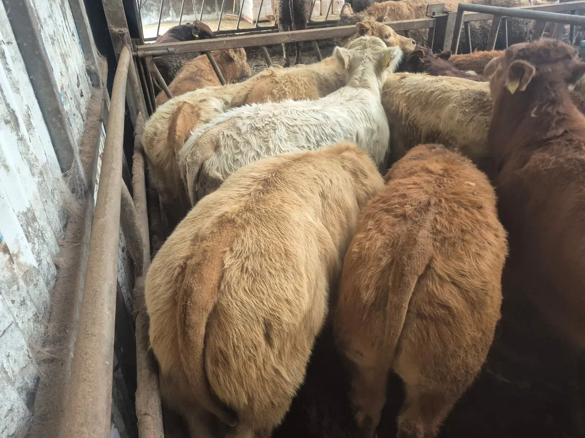 10 U Grade Bull Weanlings. - Image 2