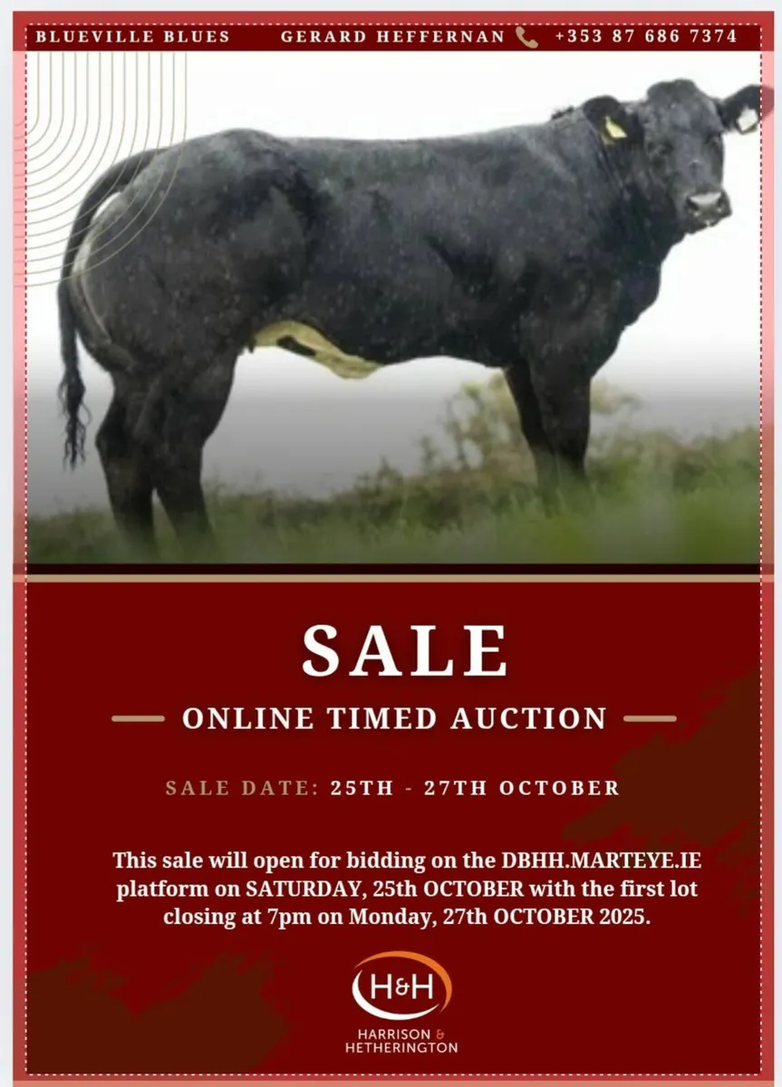 Belgian Blue Online Timed Auction - Image 1