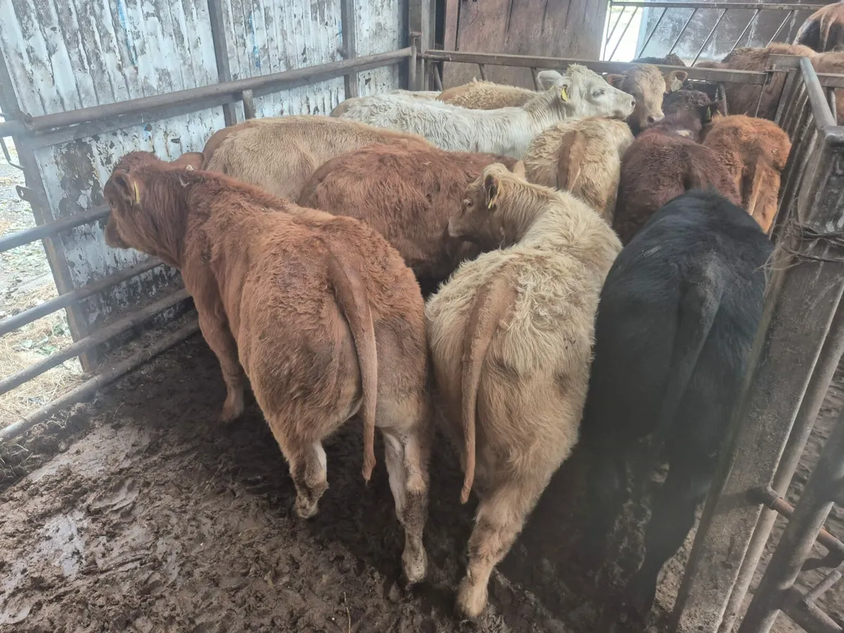 10 U Grade Bull Weanlings. - Image 1