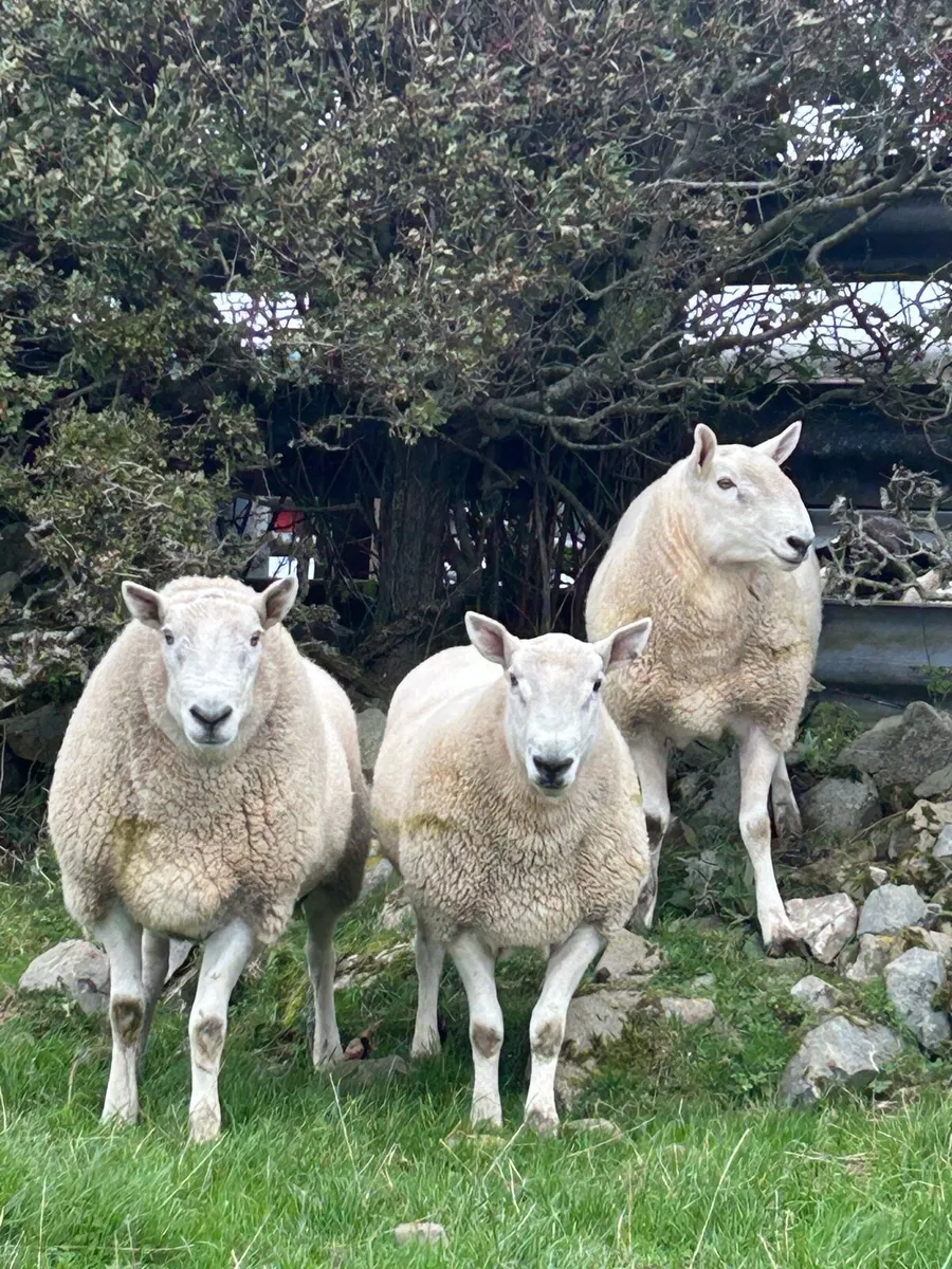 Wicklow Cheviot ram - Image 1