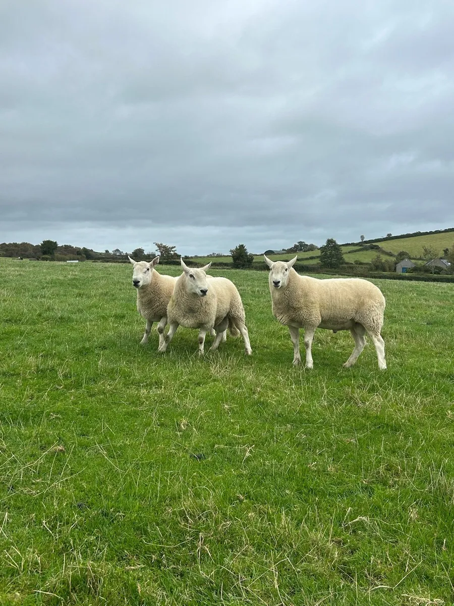 Wicklow Cheviot ram - Image 2