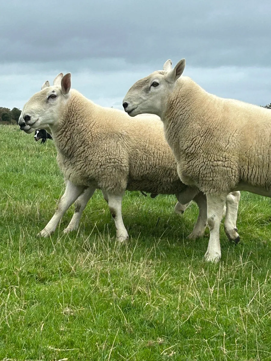 Wicklow Cheviot ram - Image 3