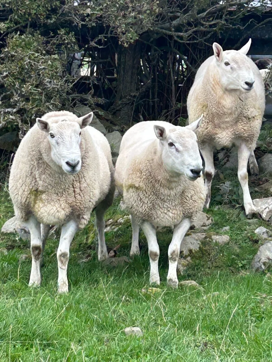 Wicklow Cheviot ram - Image 4