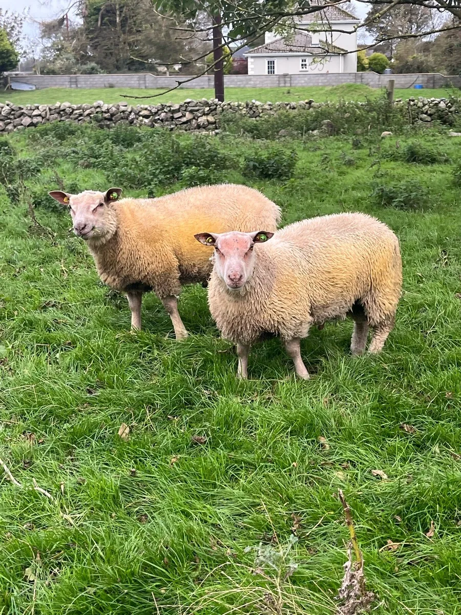 PBR Charollais Ram lambs - Image 2