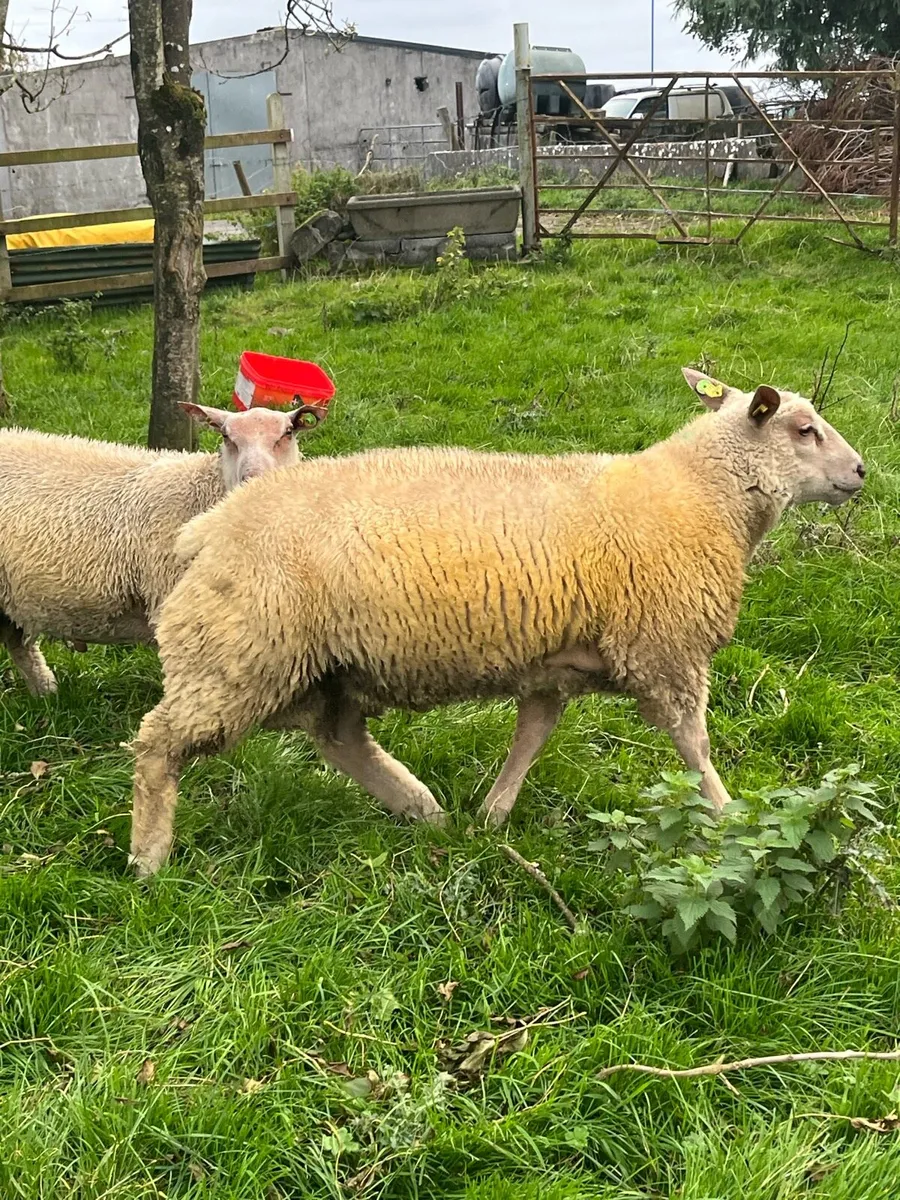 PBR Charollais Ram lambs - Image 3