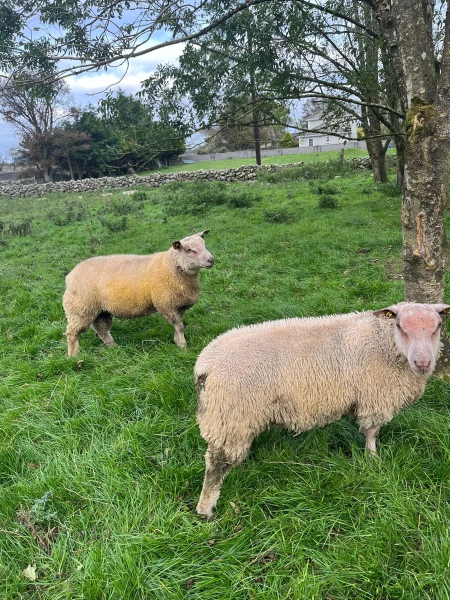 PBR Charollais Ram lambs - Image 4