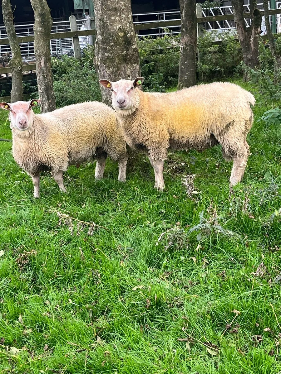 PBR Charollais Ram lambs - Image 1
