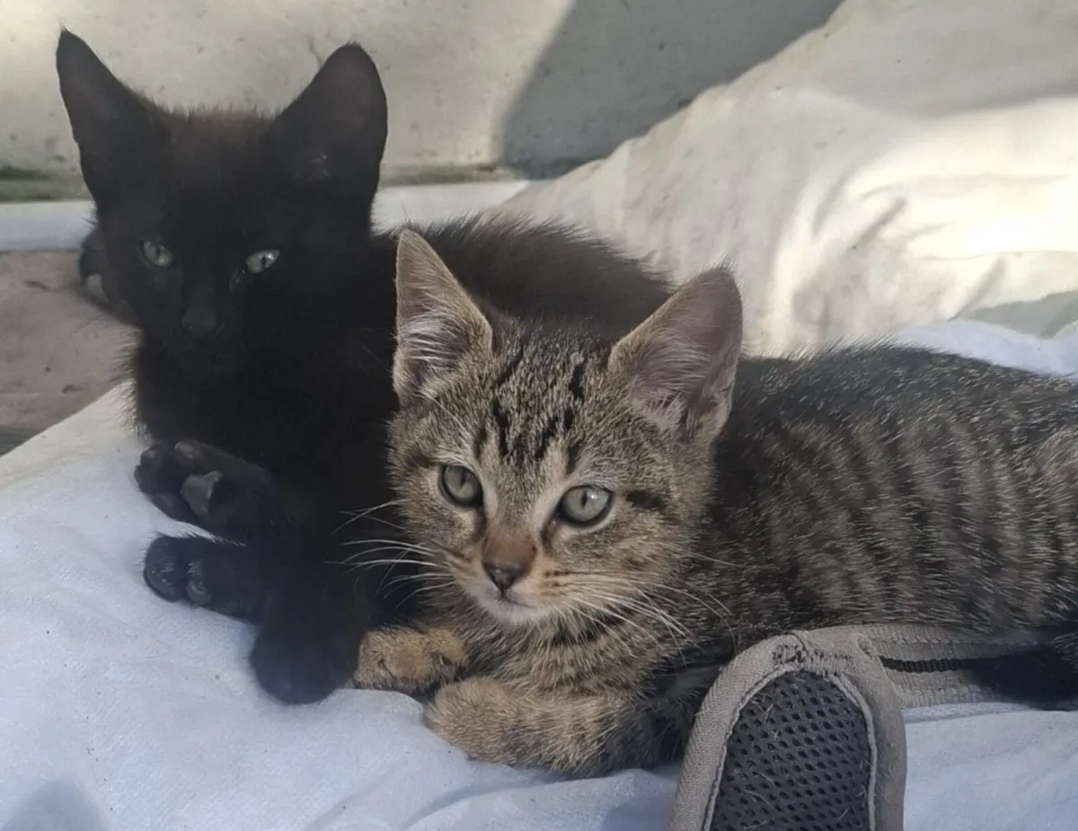 Kittens - Image 2