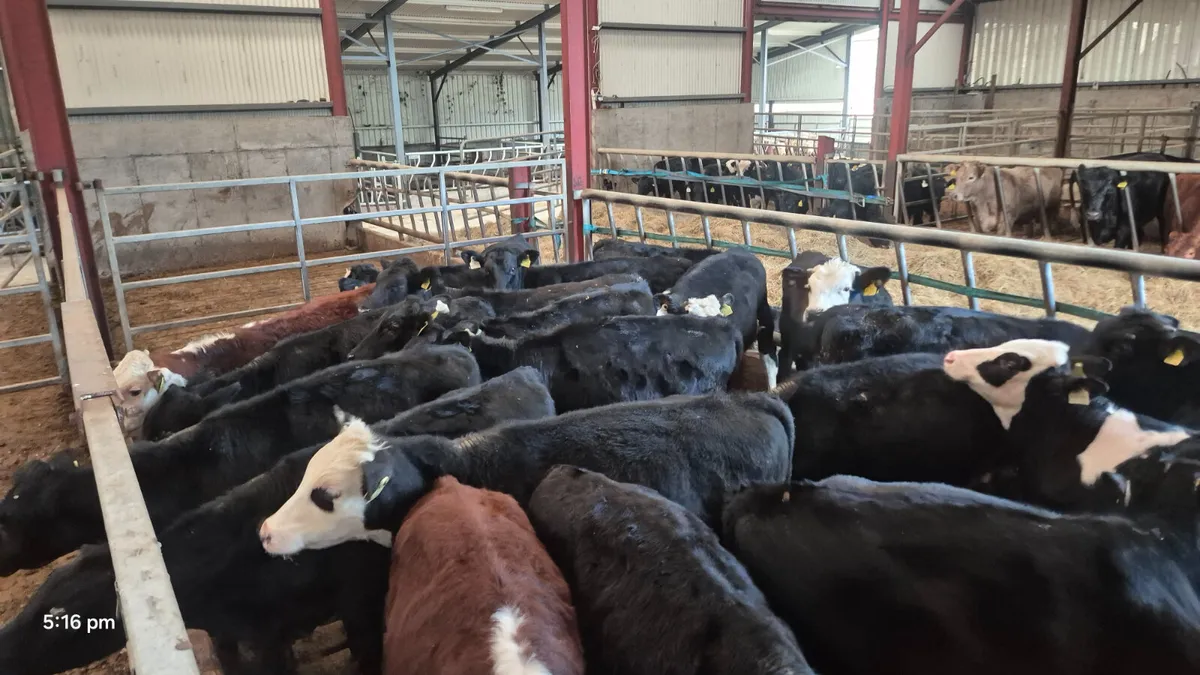 20 Colour Runner  bulls for sale - Image 1