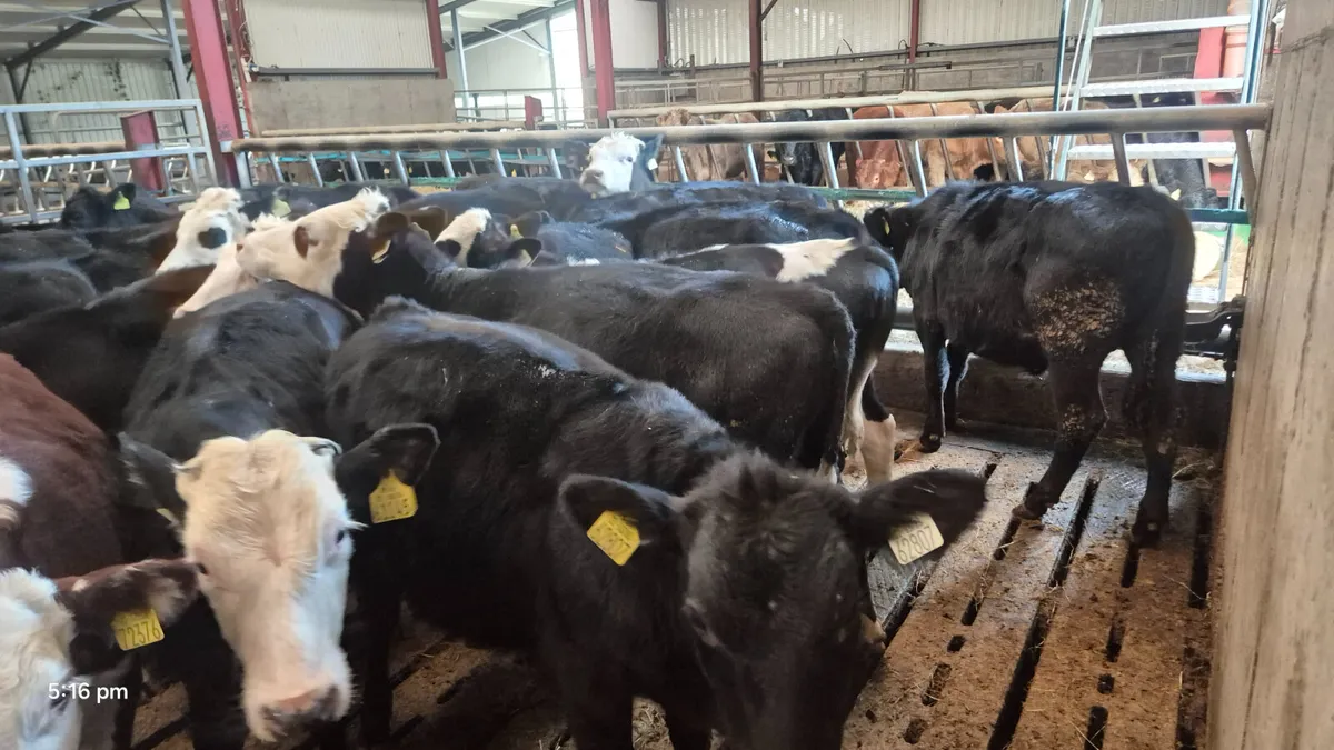 20 Colour Runner  bulls for sale - Image 4