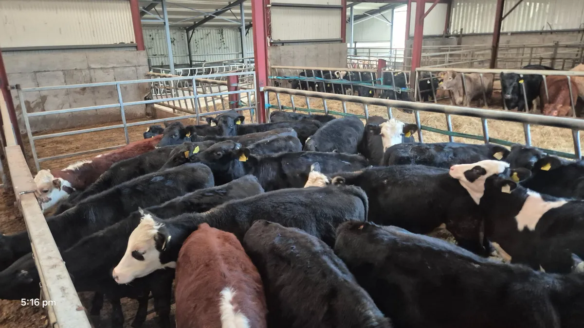 20 Colour Runner  bulls for sale - Image 3