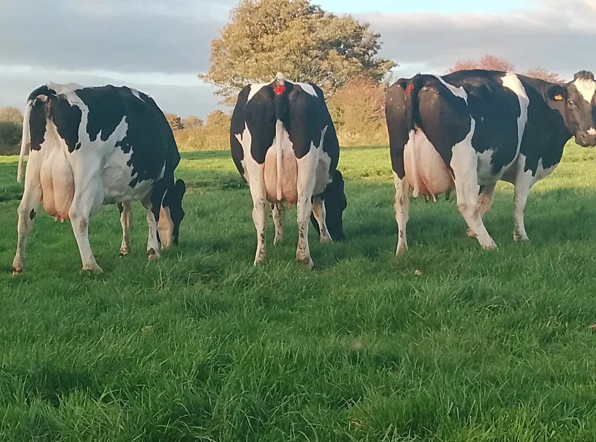 April calvers - Image 2