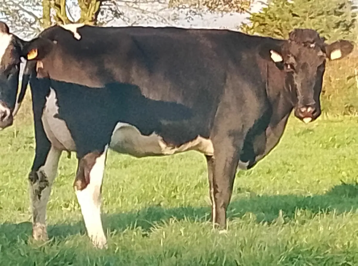 April calvers - Image 4