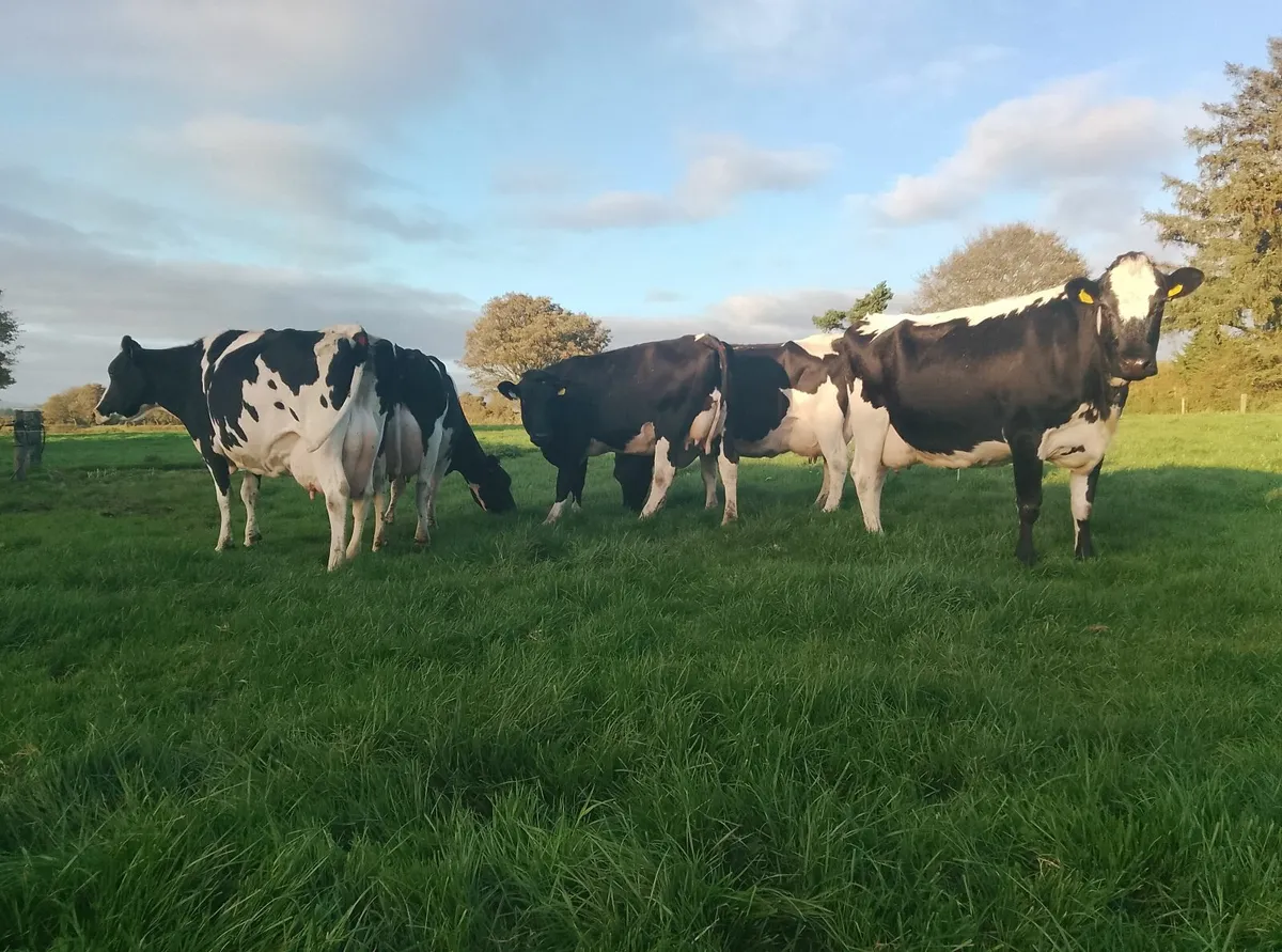 April calvers - Image 1