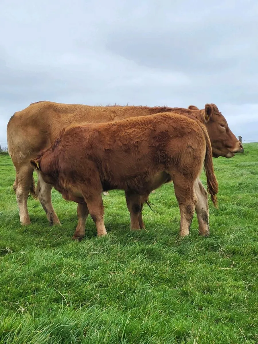 5 star Pedigree Limousin Bulls - Image 4