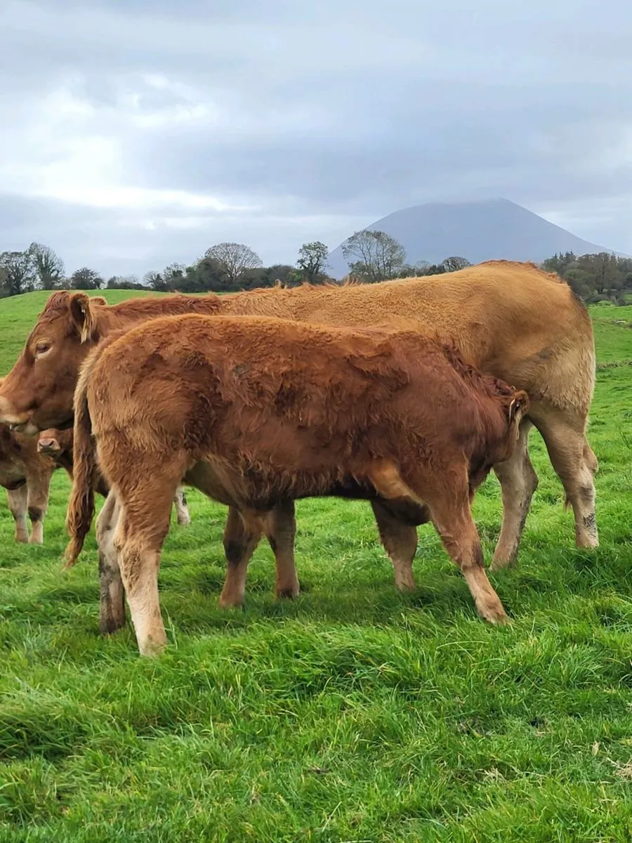 5 star Pedigree Limousin Bulls - Image 3