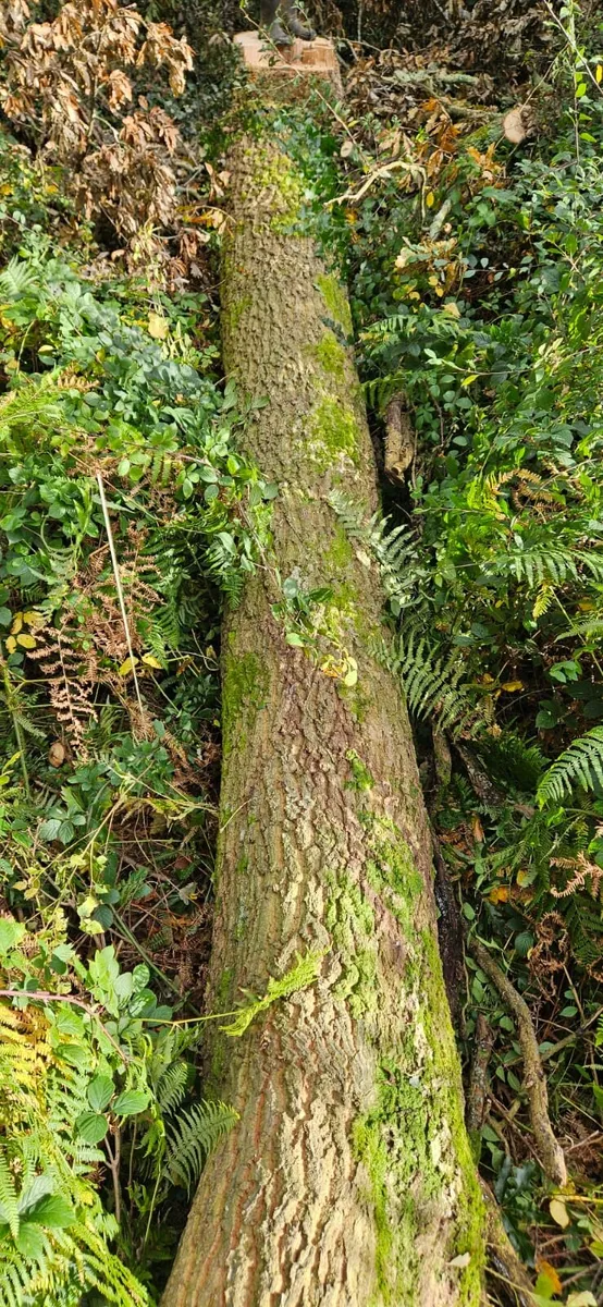 Oak tree trunk   exceptionally  fine  length - Image 1