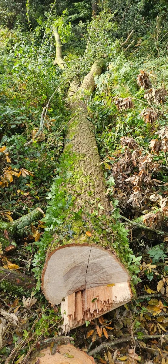 Oak tree trunk   exceptionally  fine  length - Image 2