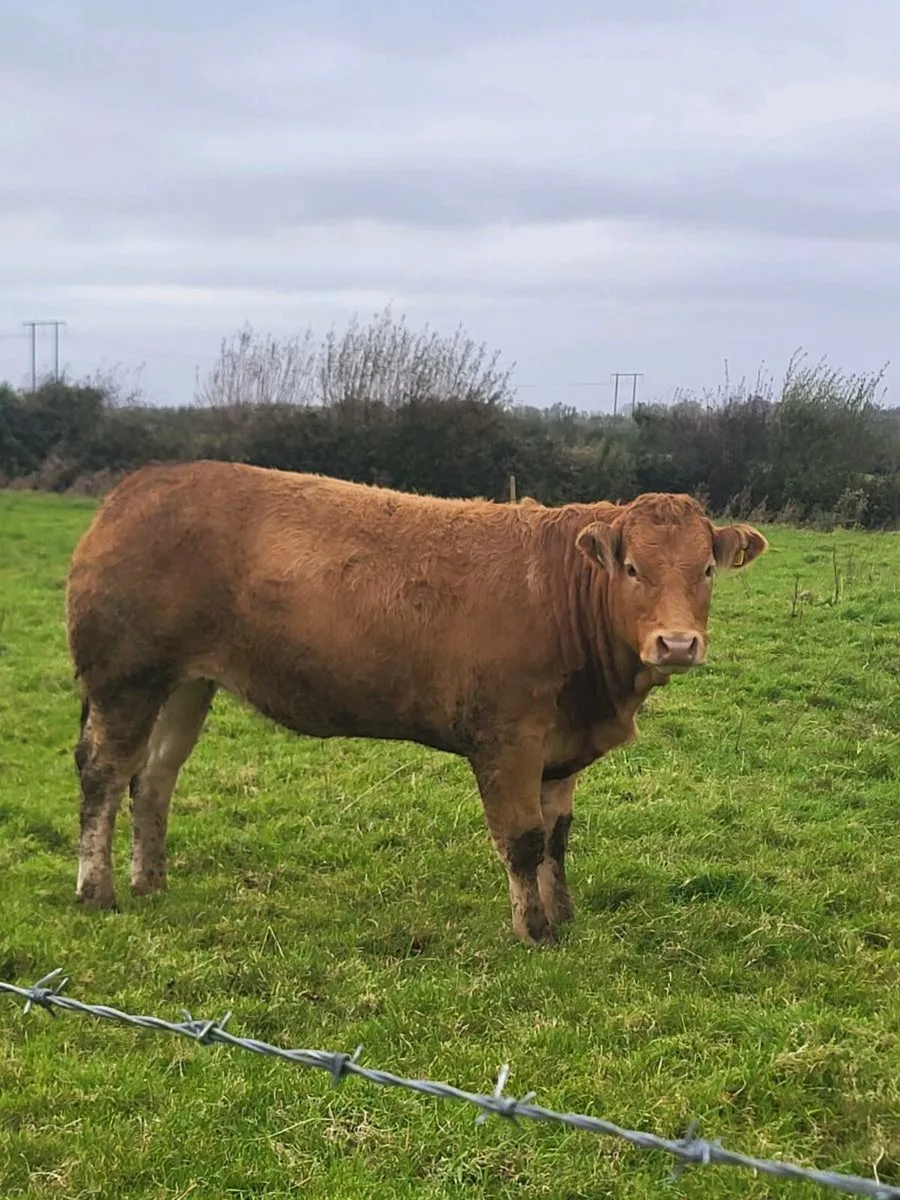 Breeding heifers for tuam mart october 13th - Image 1