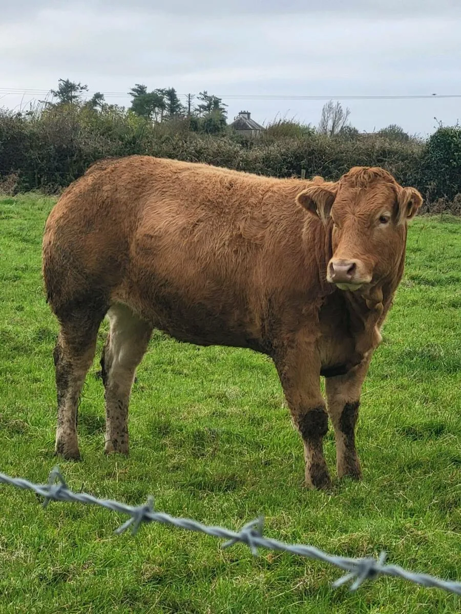 Breeding heifers for tuam mart october 13th - Image 2