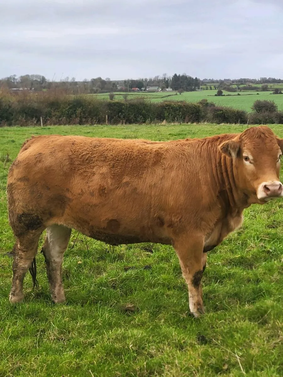 Breeding heifers for tuam mart october 13th - Image 3