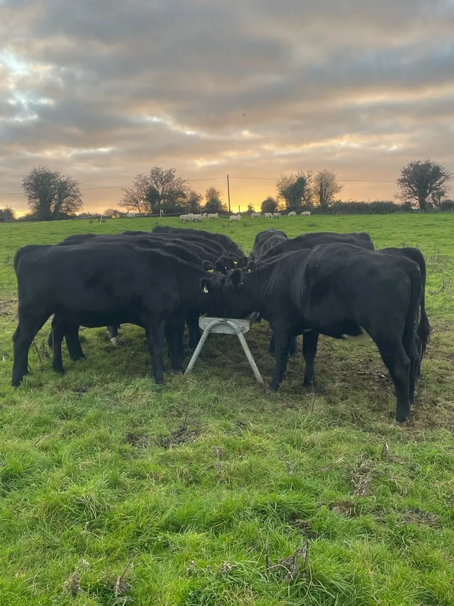 Angus heifers - Image 1