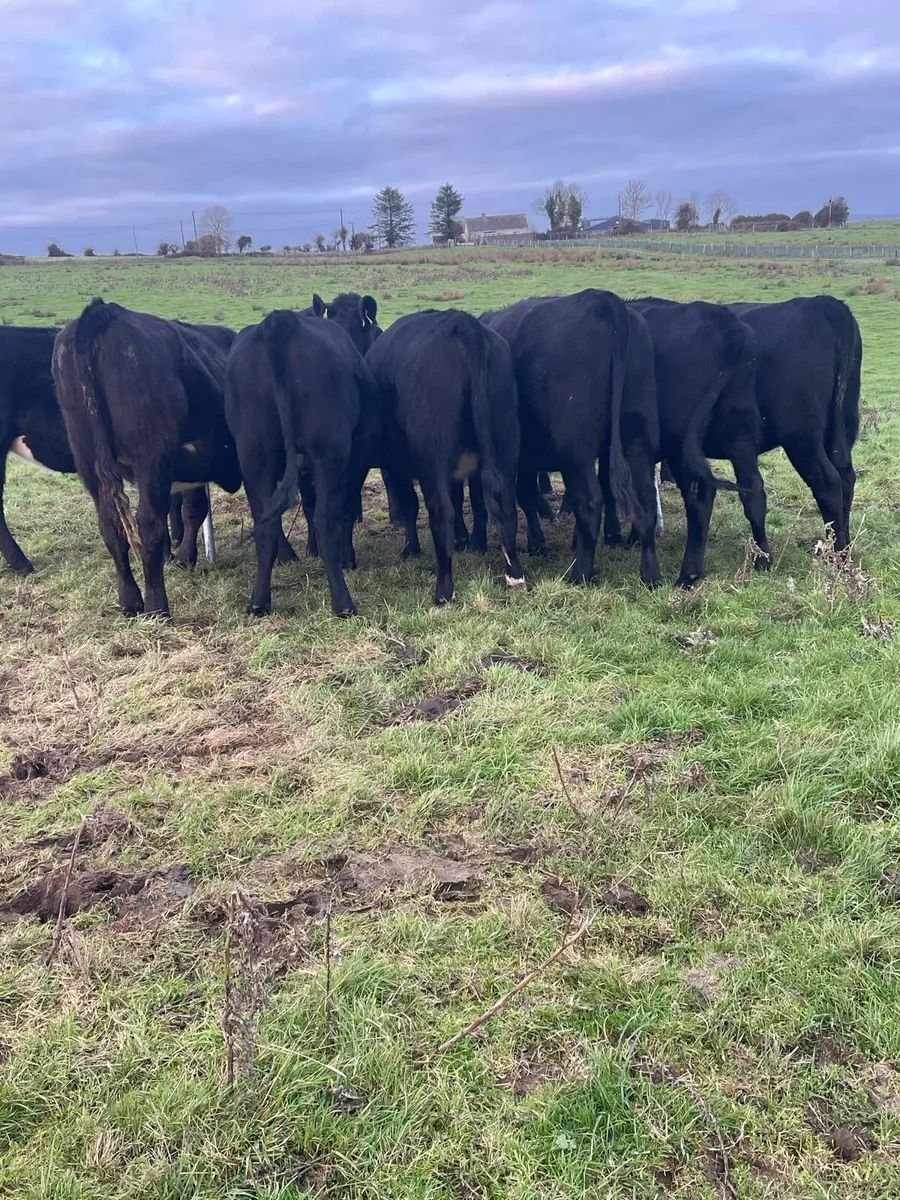 Angus heifers - Image 2