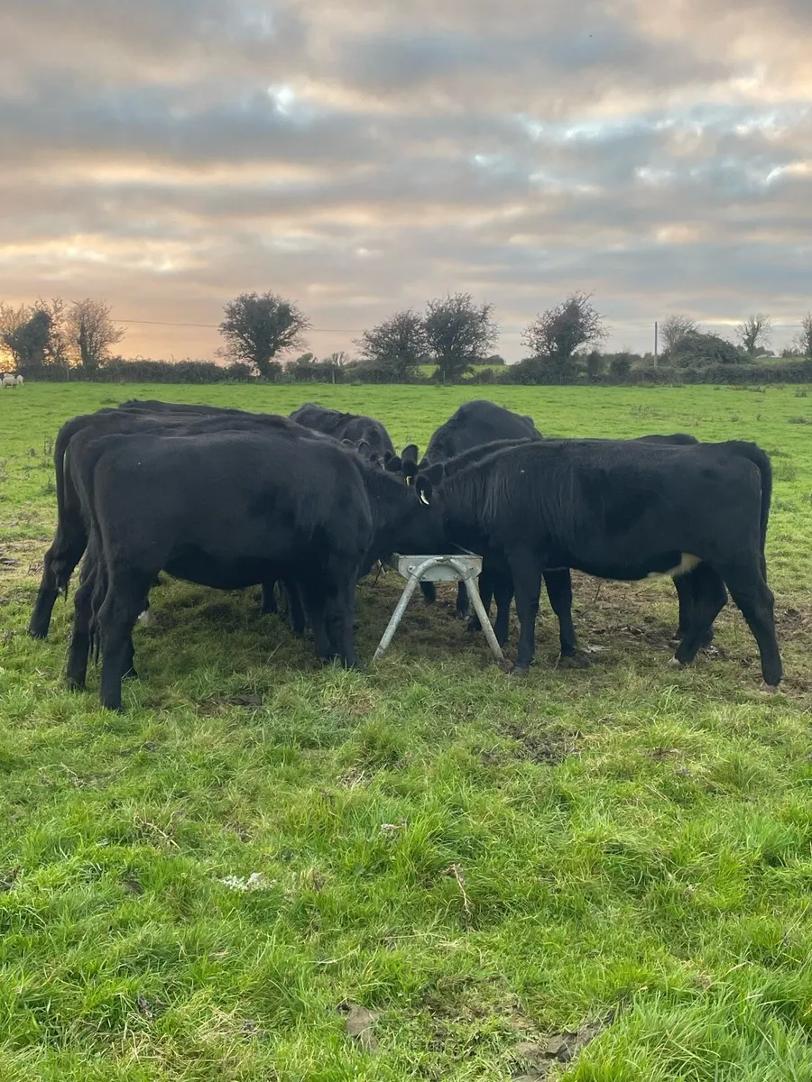 Angus heifers - Image 3