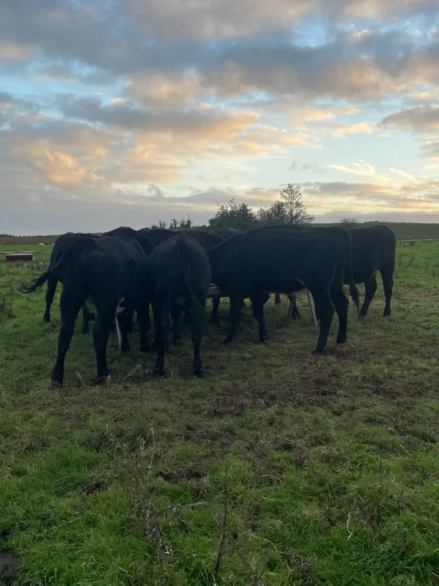 Angus heifers - Image 4