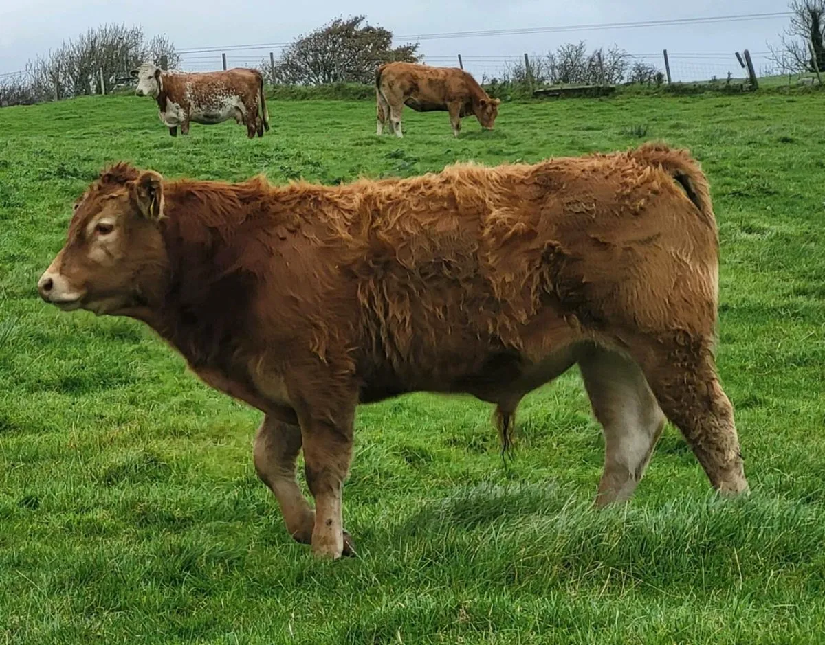 5 star Pedigree Limousin Bulls - Image 2