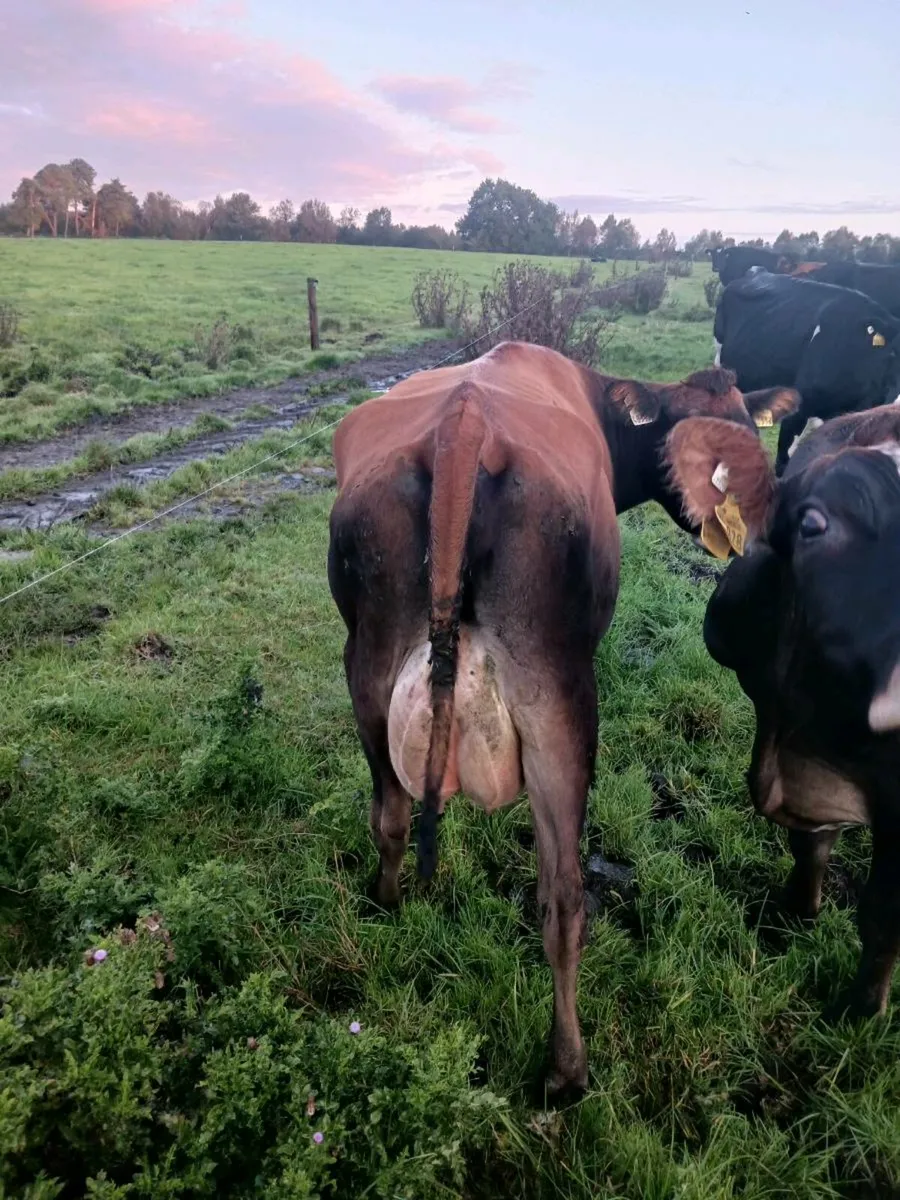 Cows - Image 1