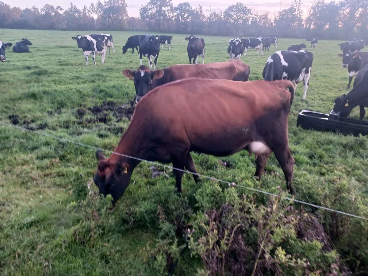 Cows - Image 2