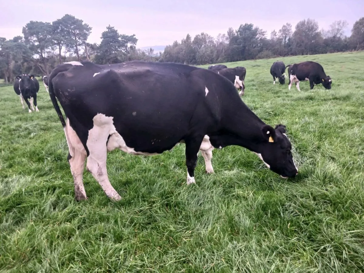 Cows - Image 3