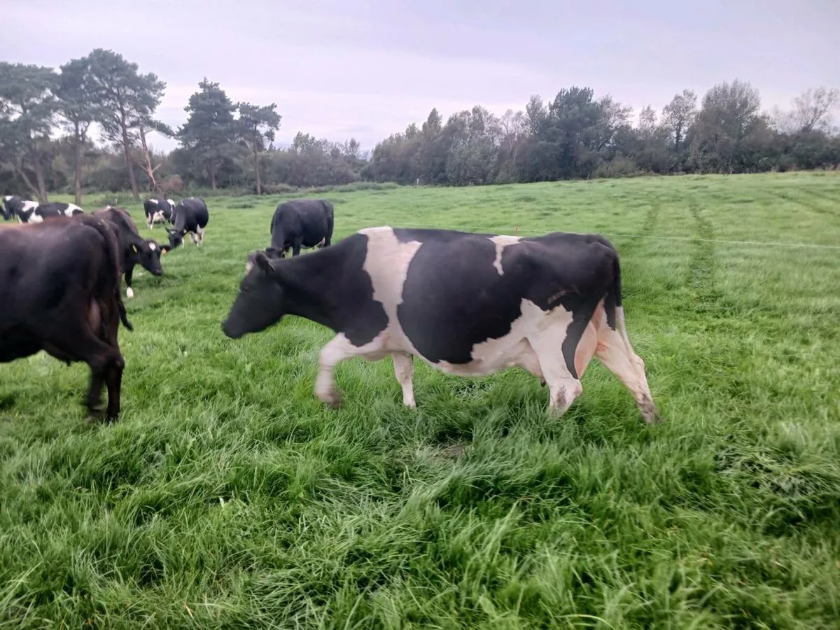 Cows - Image 4